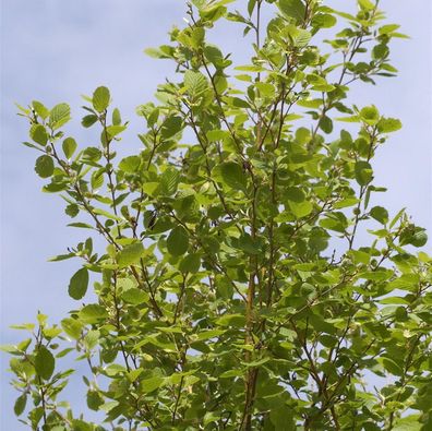 Hochstamm Gold-Erle 80-100cm - Alnus incana