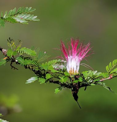 Puderquastenstrauch Dixie Pink 60-80cm - Calliandra surinamensis