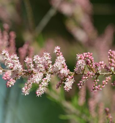 Kleinblütige Tamariske 80-100cm - Tamarix parviflora