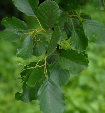 Roterle 125-150cm - Alnus glutinosa