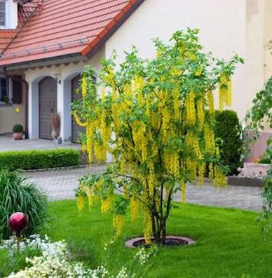 Hochstamm Edel Goldregen 80-100cm - Laburnum watereri Vossii