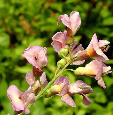 Hochstamm Chimären Goldregen 80-100cm - Laburnocytisus adamii