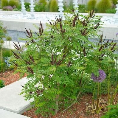 Bastardindigo 100-125cm - Amorpha fruticosa