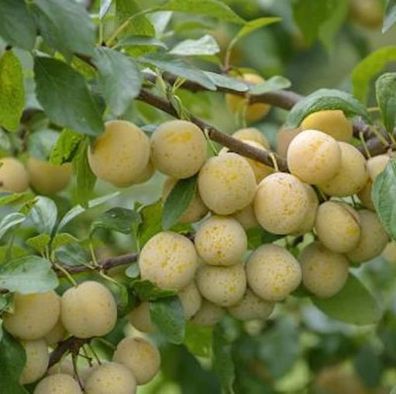 Mirabelle Bellamira 60-80cm - Prunus syriaca