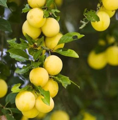 Mirabelle von Metz 60-80cm - Prunus syriaca