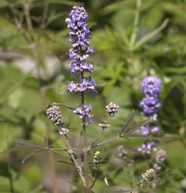 Mönchspfeffer 80-100cm - Vitex agnus castus