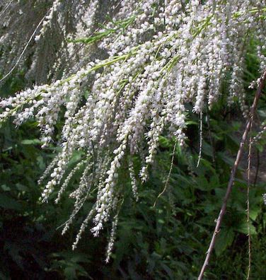 Heidetamariske 100-125cm - Tamarix pentandra