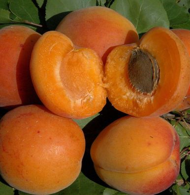 Aprikose 60-80cm - Prunus armeniaca