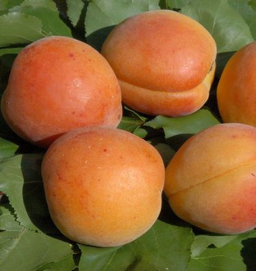 Aprikose Nancy Aprikose 60-80cm - Prunus armeniaca