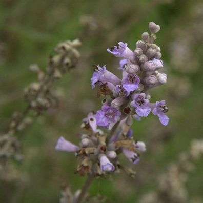 Mönchspfeffer Laciniata 80-100cm - Vitex agnus castus