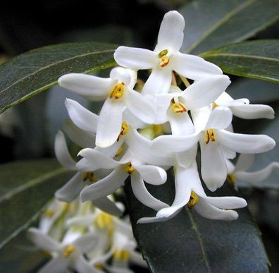 Frühlingsduftblüte 100-125cm - Osmanthus burkwoodii