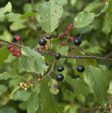 Faulbaum Pulverholz 125-150cm - Rhamnus frangula
