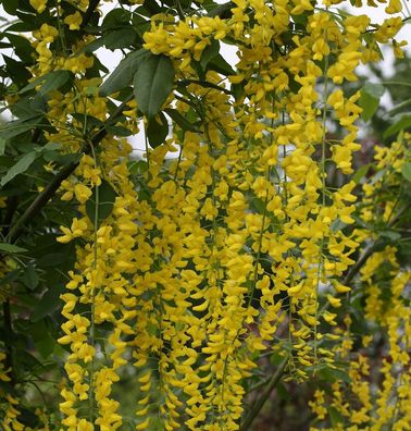 Edel Goldregen 100-125cm - Laburnum watereri Vossii
