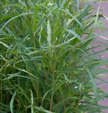 Schmalblättriger Faulbaum 125-150cm - Rhamnus frangula Asplenifolia