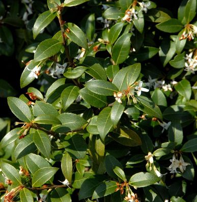 Süße Duftblüte 80-100cm - Osmanthus fragans