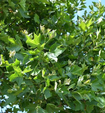 Hochstamm Kugelplatane Alphens Globe 80-100cm - Plantanus hispanica
