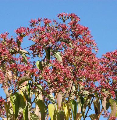Sieben Söhne des Himmels Temple of Bloom 125-150cm - Heptacodium miconioides