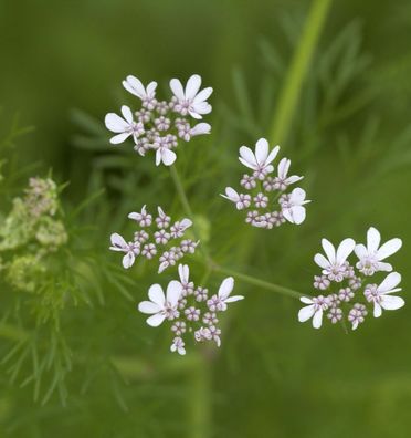 Echter Koriander - Coriandrum sativum