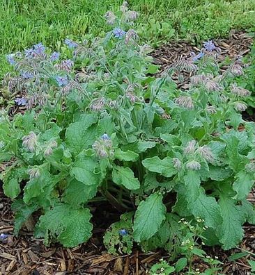 Borretsch - Borago officinalis