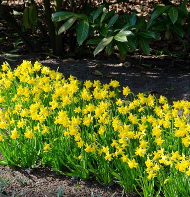 Mini-Narzisse - Narcissus cyclamineus