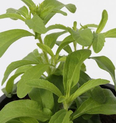 Süßkraut - Stevia rebaudiana