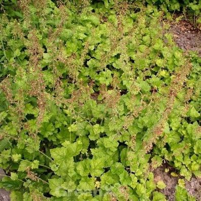Henne mit Küken - Tolmiea menziesii