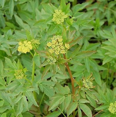 Wiesenpastinak - Zizia aurea