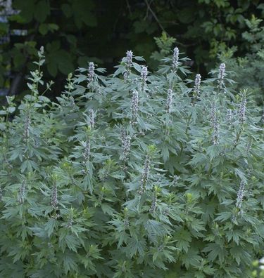 Herzgespann Grobbebol - Leonurus cardiaca