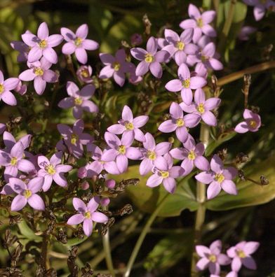 Tausendgüldenkraut - Centaurium erythraea