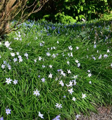 Sternblume Alberto Castillo - Ipheion uniflorum