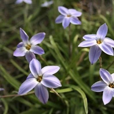 Sternblume Jessie - Ipheion uniflorum