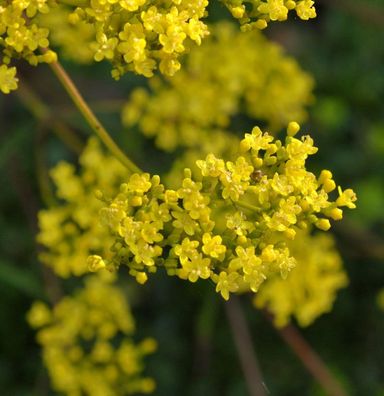 Hoher Goldbaldrian - Patrinia