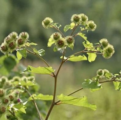 Große Klette - Arctium lappa