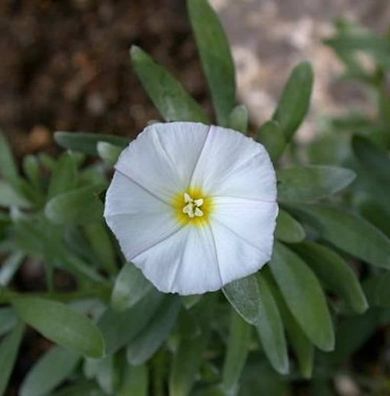 Silberwinde - Convolvulus cneorum