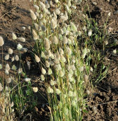 Hasenschwanzgras - Lagurus ovatus