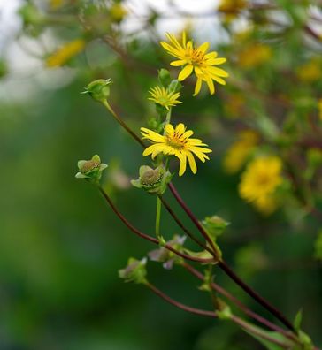 Becherpflanze - Silphium perfoliatum