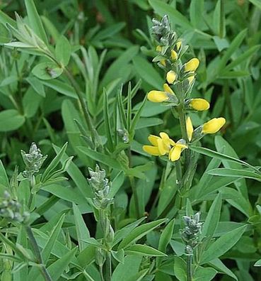 Chinesische Fuchsbohne - Thermopsis chinensis