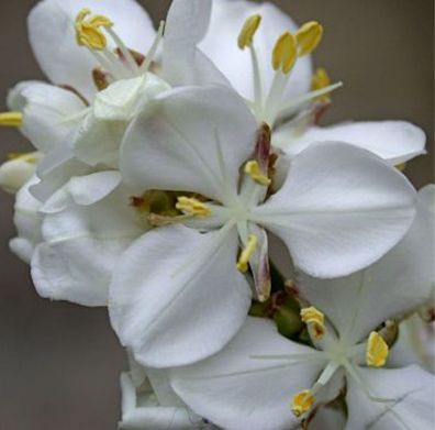Neuseeland Iris - Libertia grandiflora
