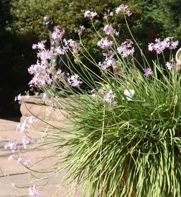 Zimmerknoblauch Variegata - Tulbaghia violacea