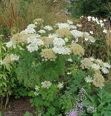 Silge - Selinum wallichianum