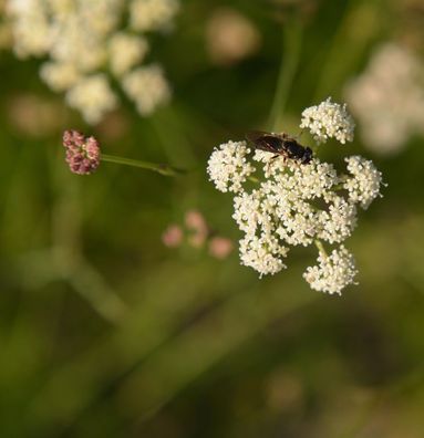 Echter Bergfenchel - Seseli montanum