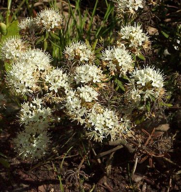 Dichter Labrador Porst 15-20cm - Ledum groenlandicum