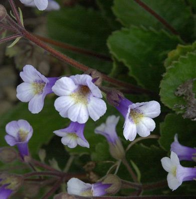 Rhodopen-Haberlee - Haberlea rhodopensis