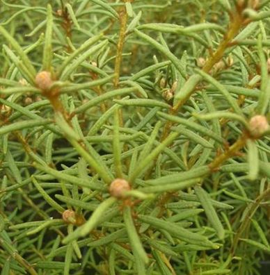 Sumpfporst Linearifolium 20-30cm - Ledum palustre