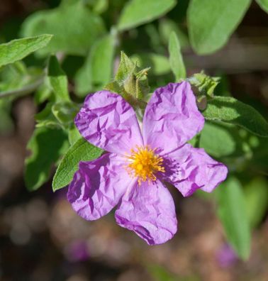 Zistrose Golden Treasure - Cistus