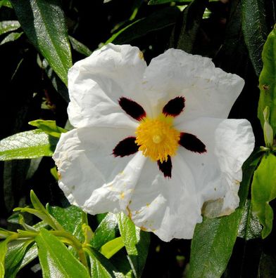 Zistrose Alan Fradd - Cistus purpurea