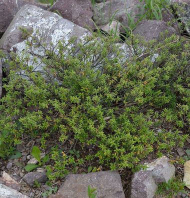 Gebirgs-Jade - Canbys Mountain-lover 15-20cm - Pachistima canbyi