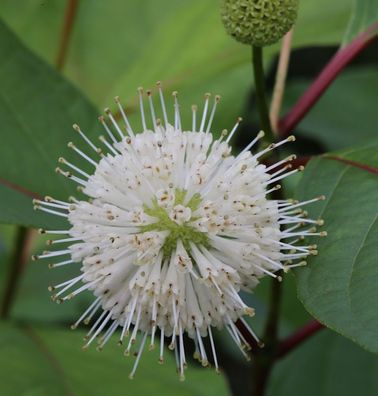 Kopfblume Knopfbusch 30-40cm - Cephalanthus occidentalis