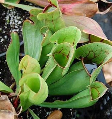 Fleischimanie - Sarracenia purpurea