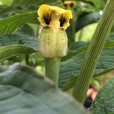 Gelber Feuerkolben - Arisaema flavum